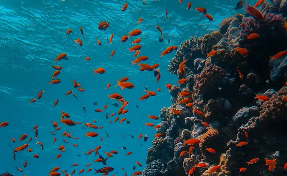 poissons-corse-1