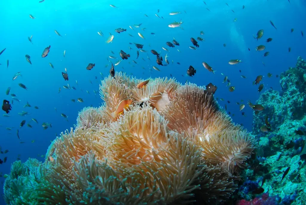 anemone-plongee-corse